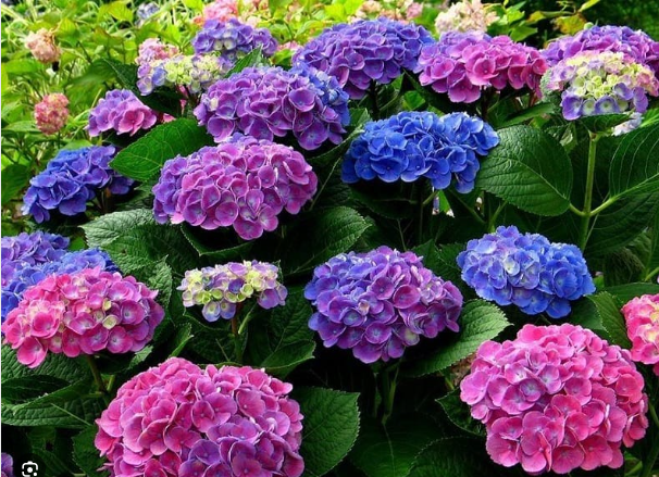 N&ecirc;n cảnh gi&aacute;c với những loại hoa đẹp nhưng c&oacute; độc tố - Ảnh 3.