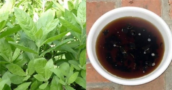 C&aacute;ch d&ugrave;ng c&acirc;y c&uacute;c tần trị sỏi thận an to&agrave;n, hiệu quả, được nhiều người &aacute;p dụng - Ảnh 2.