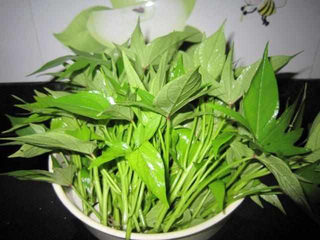 Loại "rau trường thọ" n&ecirc;n ăn m&ugrave;a n&agrave;y để sạch ruột, bổ dạ d&agrave;y, tăng miễn dịch: Chỉ v&agrave;i ng&agrave;n một b&oacute; lại chế biến nhiều m&oacute;n cực ngon miệng - Ảnh 3.