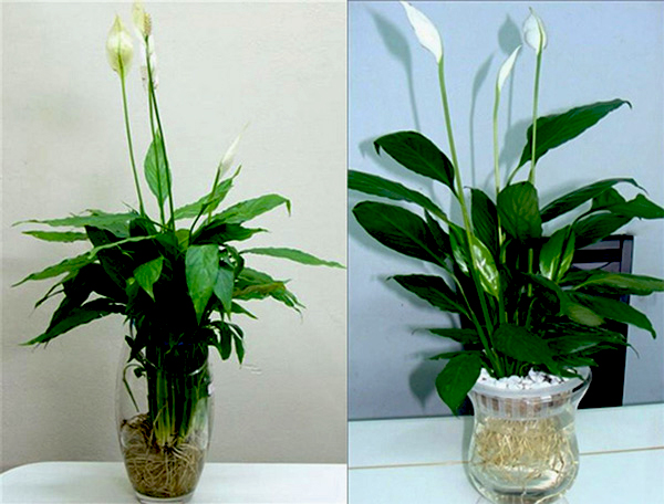 Người mệnh Thủy để c&acirc;y g&igrave; tr&ecirc;n b&agrave;n khơi th&ocirc;ng d&ograve;ng chảy t&agrave;i lộc - Ảnh 2.