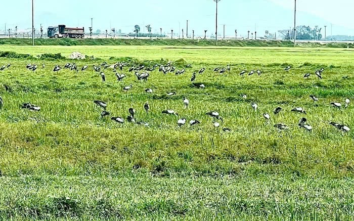 Hàng Trăm Chim Quý Hiếm Bất Ngờ Xuất Hiện Tại Hà Tĩnh, Gây Xôn Xao