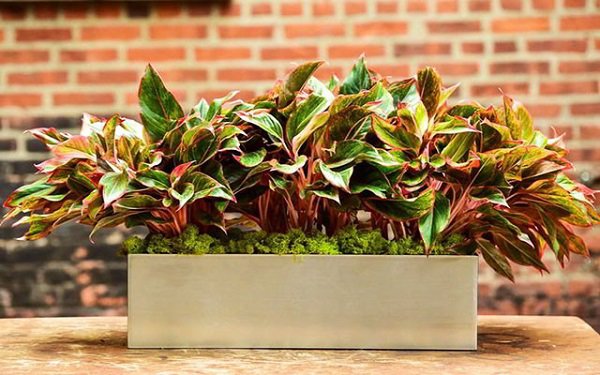 Người mệnh sau n&ecirc;n trồng c&acirc;y n&agrave;y gi&uacute;p tăng cường vượng kh&iacute;, mang lại may mắn v&agrave; t&agrave;i lộc