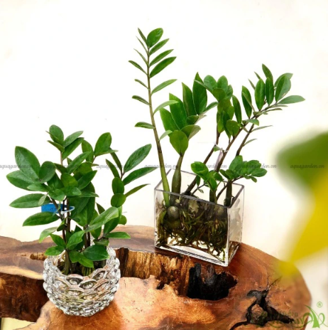 Người mệnh Thủy để c&acirc;y g&igrave; tr&ecirc;n b&agrave;n khơi th&ocirc;ng d&ograve;ng chảy t&agrave;i lộc - Ảnh 1.