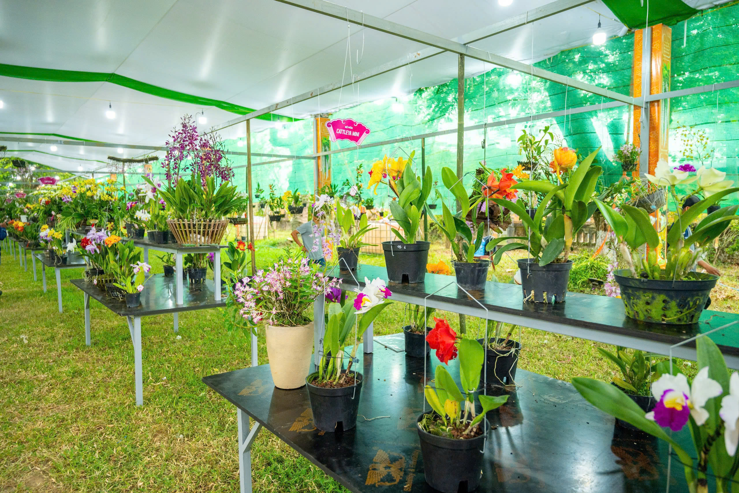 Chi&ecirc;m ngưỡng những t&aacute;c phẩm phong lan, c&acirc;y kiểng được d&acirc;ng tiến v&agrave;o Ho&agrave;ng cung Huế - Ảnh 10.