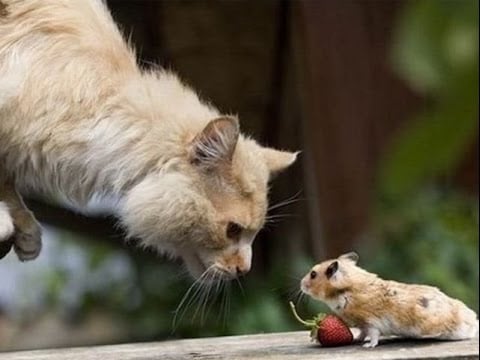 5 cặp con gi&aacute;p đại kỵ trong kinh doanh: Hợp t&aacute;c l&agrave; dễ trắng tay - Ảnh 1.