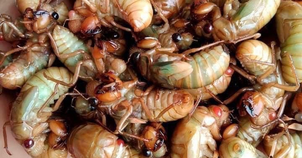 Ăn 2 con ve sầu, nam sinh sốc phản vệ phải cấp cứu l&uacute;c nửa đ&ecirc;m