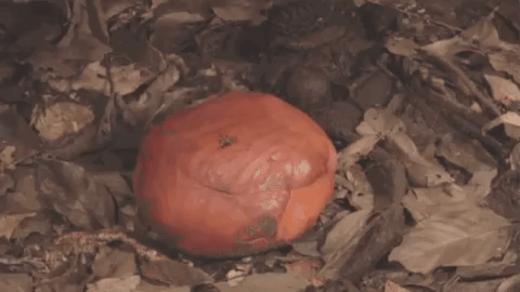 Lo&agrave;i hoa v&ocirc; l&yacute; nhất thế giới: Nặng 10kg, to hơn 1 m&eacute;t, kh&ocirc;ng c&oacute; th&acirc;n, rễ nhưng m&ugrave;i hương mới l&agrave; thứ &aacute;m ảnh - Ảnh 1.