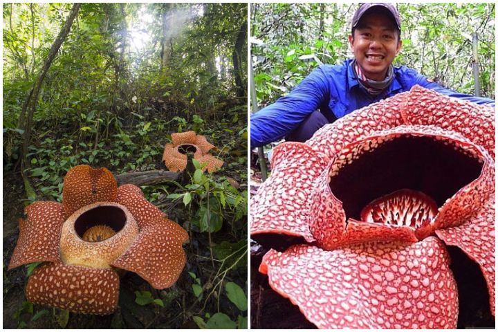 Lo&agrave;i hoa v&ocirc; l&yacute; nhất thế giới: Nặng 10kg, to hơn 1 m&eacute;t, kh&ocirc;ng c&oacute; th&acirc;n, rễ nhưng m&ugrave;i hương mới l&agrave; thứ &aacute;m ảnh - Ảnh 2.