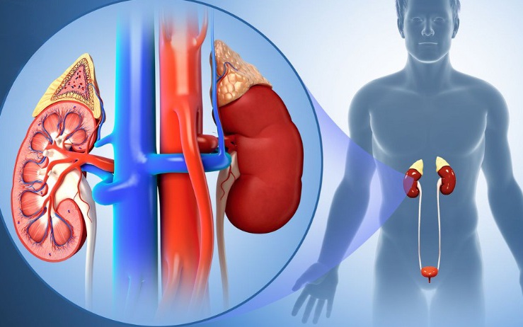 Dinh dưỡng cho người bệnh suy thận: Ăn đ&uacute;ng c&aacute;ch gi&uacute;p l&agrave;m chậm tiến triển bệnh