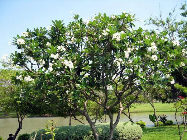 N&ecirc;n trồng c&acirc;y g&igrave; ở khu lăng mộ để tổ ti&ecirc;n nhiều ph&uacute;c, con ch&aacute;u nhiều lộc - Ảnh 3.