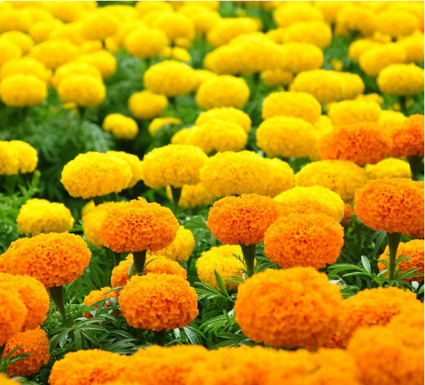 N&ecirc;n trồng c&acirc;y g&igrave; ở khu lăng mộ để tổ ti&ecirc;n nhiều ph&uacute;c, con ch&aacute;u nhiều lộc - Ảnh 2.