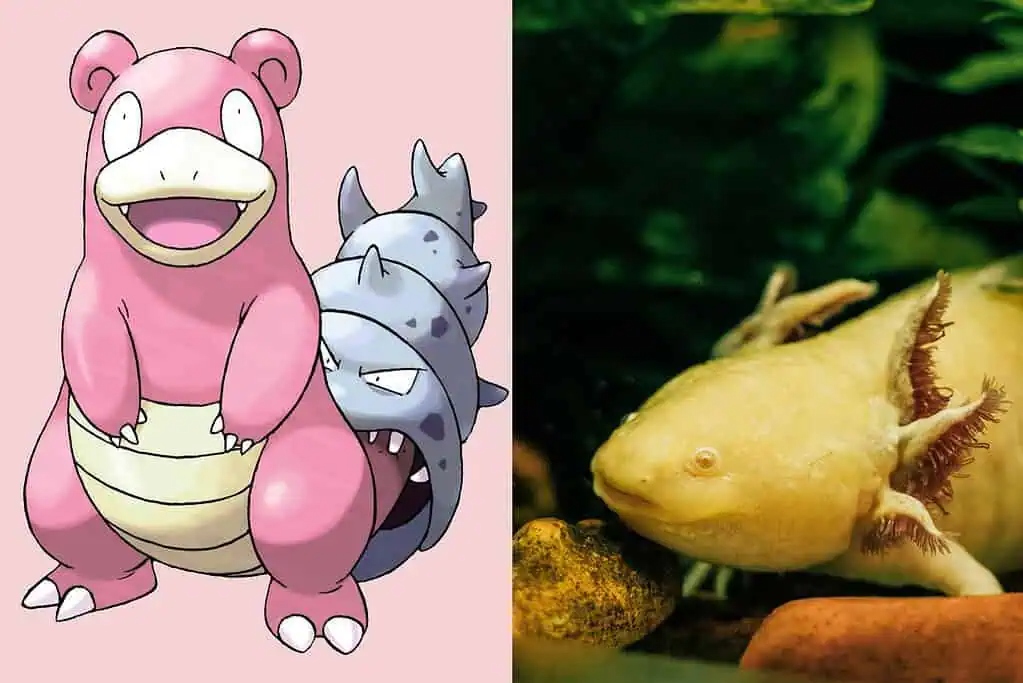 slowbro-and-axolotl-1024x683-1775175425187-1775175425544802298216.jpg