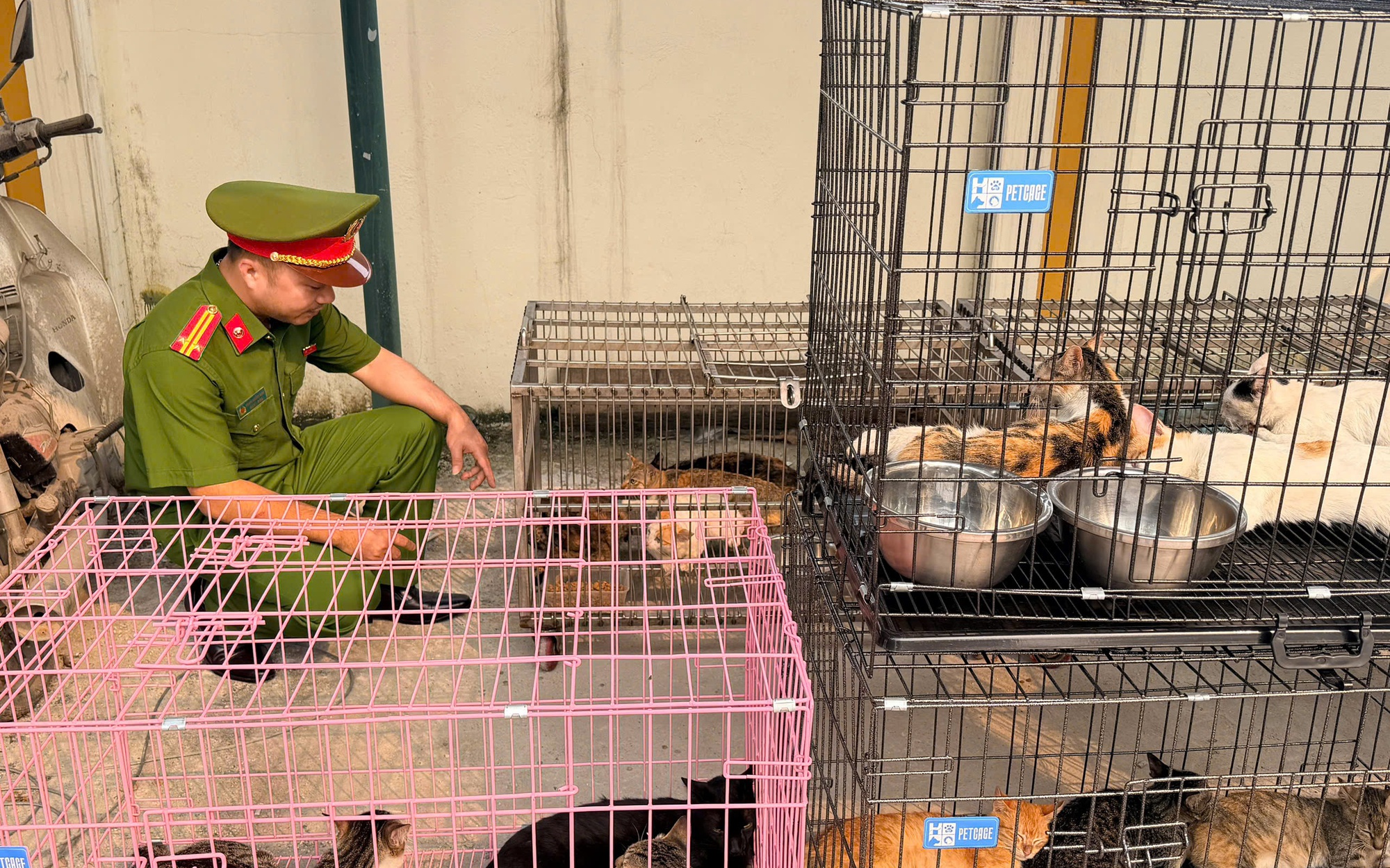 Băng Nhóm Đạo Chích Chuyên Trộm Mèo Hơn 300 Con Trên Địa Bàn Thủ Đô
