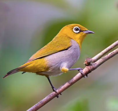 Ng&agrave;y sinh &Acirc;m lịch 'đẹp': C&ocirc;ng danh ổn định, tuổi gi&agrave; thảnh thơi - Ảnh 1.