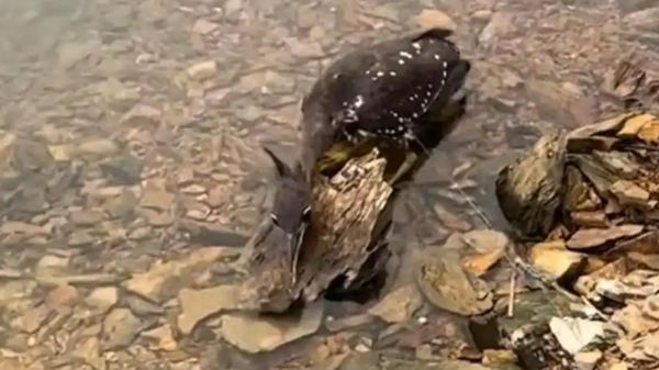 Lo&agrave;i chim b&iacute; ẩn nhất thế giới, chỉ c&ograve;n lại 1.000 c&aacute; thể - Ảnh 2.