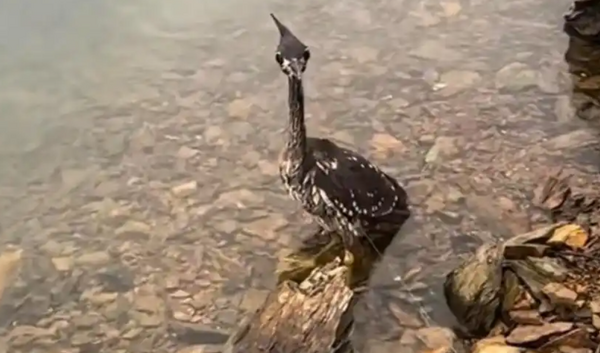 Lo&agrave;i chim b&iacute; ẩn nhất thế giới, chỉ c&ograve;n lại 1.000 c&aacute; thể - Ảnh 1.