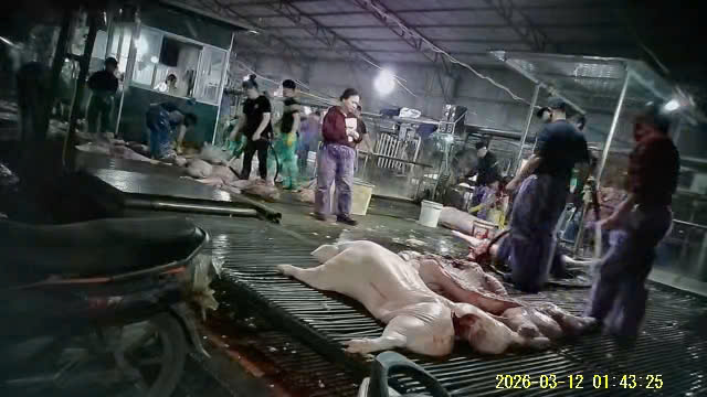 Vụ 300 tấn thịt lợn bệnh: Cảnh b&aacute;o an to&agrave;n thực phẩm tại trường học H&agrave; Nội 2026 - Ảnh 1.