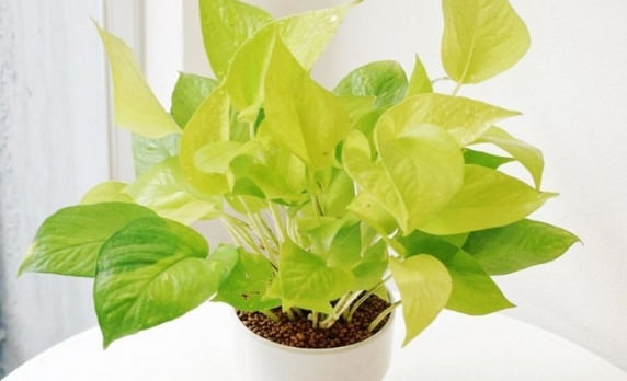 Để c&oacute; giấc ngủ ngon, giảm stress, n&ecirc;n đặt c&acirc;y n&agrave;y trong ph&ograve;ng ngủ - Ảnh 1.