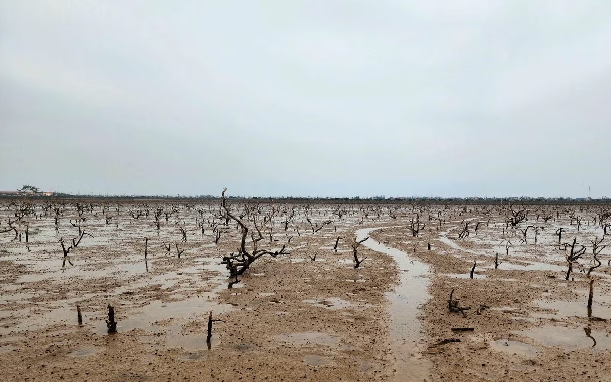 Nguyên nhân rừng ngập mặn ở Hà Tĩnh chết hàng loạt - Ảnh 2. Nguyên nhân rừng ngập mặn ở Hà Tĩnh chết hàng loạt - Ảnh 2.