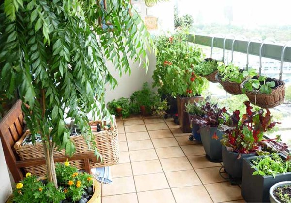 Mẹo chọn c&acirc;y phong thủy trồng ngo&agrave;i ban c&ocirc;ng xua xui rủi, h&uacute;t t&agrave;i lộc - Ảnh 1.