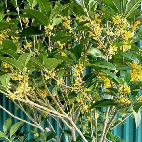 Lo&agrave;i c&acirc;y qu&yacute; như v&agrave;ng, h&uacute;t t&agrave;i lộc, b&igrave;nh an, gọi may mắn về nh&agrave; - Ảnh 2.