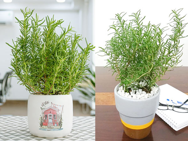 Mẹo 'hồi sinh' kh&ocirc;ng gian sống: Những tuyệt chi&ecirc;u sắp xếp nh&agrave; chật h&oacute;a rộng v&agrave; khử m&ugrave;i ẩm mốc cực nhạy - Ảnh 4.
