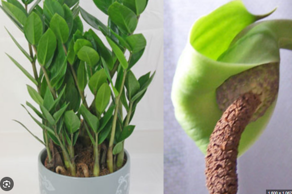 Mẹo trồng c&acirc;y kim tiền ra hoa, &yacute; nghĩa phong thủy khi thấy hoa kim tiền nở - Ảnh 3.
