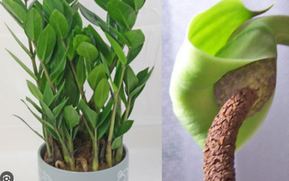 Mẹo trồng cây kim tiền ra hoa, ý nghĩa phong thủy khi thấy hoa kim tiền nở