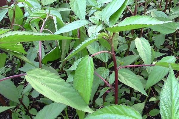Rau đay - lọai rau gi&aacute; rẻ m&ugrave;a h&egrave; được quốc tế ca ngợi như ' nh&acirc;n s&acirc;m xanh ' - Ảnh 1.