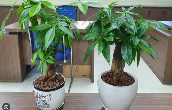 Năm 2026 nên trồng cây gì? Top loại cây "hút lộc", dễ chăm sóc và hợp phong thủy nhất - Ảnh 5. Năm 2026 nên trồng cây gì? Top loại cây "hút lộc", dễ chăm sóc và hợp phong thủy nhất - Ảnh 5.
