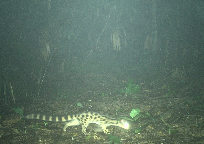 Lo&agrave;i th&uacute; cổ qu&yacute; hiếm bậc nhất thế giới lọt v&agrave;o bẫy ảnh- Ảnh 2.