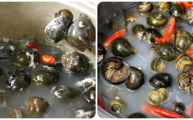 Escargot - món ốc sên đặc sản Pháp được lòng Tăng Thanh Hà - Ảnh 9. Escargot - món ốc sên đặc sản Pháp được lòng Tăng Thanh Hà - Ảnh 9.