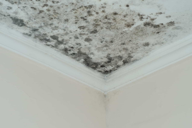 Trần nh&agrave; bị mốc đen l&agrave; 'ổ bệnh', x&oacute;a sổ ngay bằng mẹo cực nh&agrave;n n&agrave;y bằng nguy&ecirc;n liệu rẻ tiền - Ảnh 4.