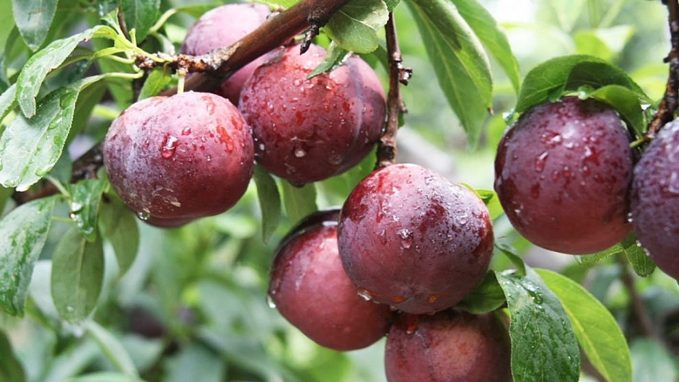 Đang m&ugrave;a mận, thả ngay v&agrave;i quả v&agrave;o nồi canh c&aacute; nấu ri&ecirc;u kiểu n&agrave;y, vị chua thanh tho&aacute;t &aacute;t sạch m&ugrave;i tanh - Ảnh 2.