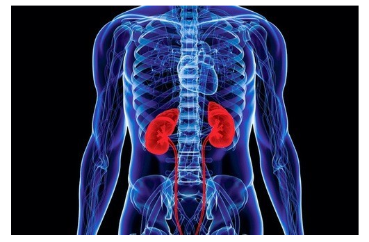 Nếu c&oacute; đủ 6 thứ tr&ecirc;n b&agrave;n tay th&igrave; xin ch&uacute;c mừng! Thận của bạn khả năng cao vẫn c&ograve;n rất khỏe - Ảnh 1.