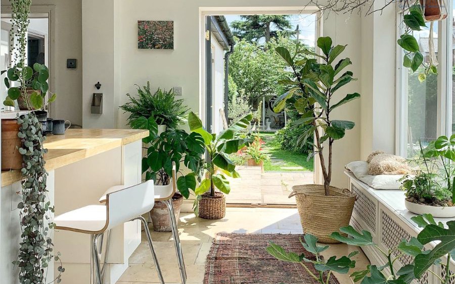 Sai lầm ch&iacute; mạng khi tưới nước khiến c&acirc;y kim ng&acirc;n bị thối rễ, chết dần m&agrave; nhiều người mắc phải - Ảnh 4.