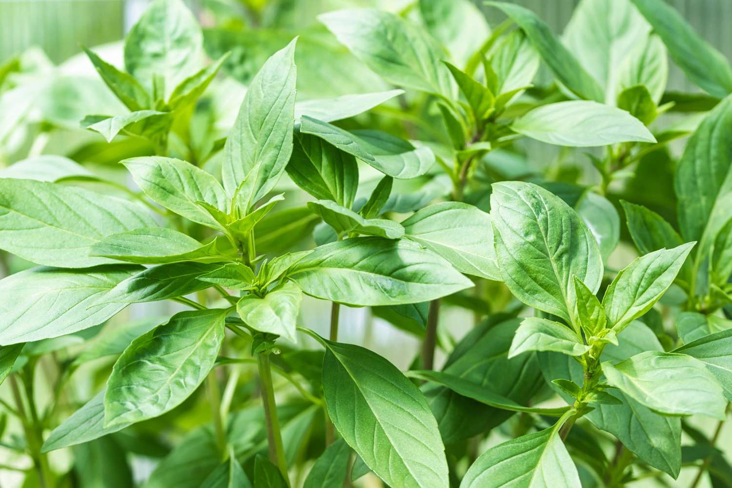 Nấu canh t&ocirc;m chua bỏ ngay loại l&aacute; n&agrave;y v&agrave;o, nước chua dịu thơm nức mũi, vị ngon cuốn hơn cả canh Tom Yum - Ảnh 2.