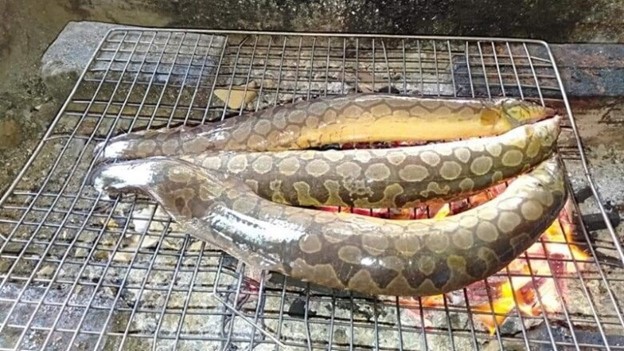 Lo&agrave;i c&aacute; nh&igrave;n rợn người nhưng lại l&agrave; "si&ecirc;u phẩm" bởi  thịt ngọt, dai v&agrave; thơm đặc trưng - Ảnh 3.