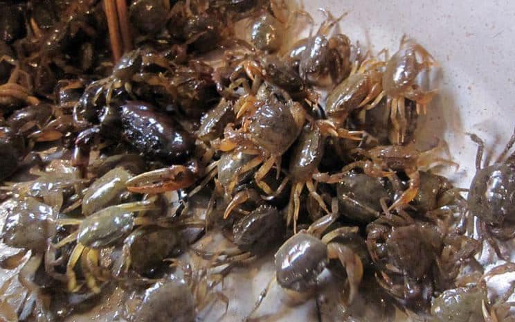 Ngồng tỏi - rau trường thọ ngon v&agrave; bổ dưỡng cho bữa ăn gia đ&igrave;nh - Ảnh 1.