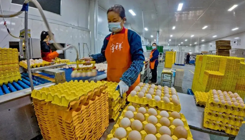 "Đột nhập" nh&agrave; m&aacute;y sản xuất 450.000 quả trứng tươi/ng&agrave;y, ph&aacute;t hiện "th&ocirc;ng tin" về d&acirc;y chuyền chế biến được đầu tư hơn 193 tỷ đồng - Ảnh 1.