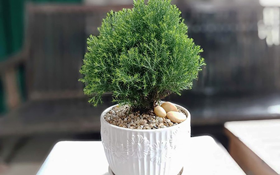 "Điều h&ograve;a xanh" cho nh&agrave; phố: 8 loại c&acirc;y hạ nhiệt, lọc bụi mịn cực đỉnh trong m&ugrave;a nắng n&oacute;ng - Ảnh 6.