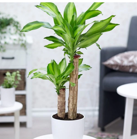 Top cây cảnh size lớn "quốc dân" được giới nhà giàu săn đón: Nhà bạn có chưa? - Ảnh 3. Top cây cảnh size lớn "quốc dân" được giới nhà giàu săn đón: Nhà bạn có chưa? - Ảnh 3.