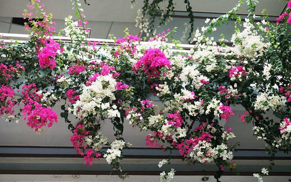 Tuyệt chi&ecirc;u chống nắng cho ban c&ocirc;ng: Biến "l&ograve; b&aacute;t qu&aacute;i" th&agrave;nh g&oacute;c thư gi&atilde;n m&aacute;t rượi - Ảnh 5.