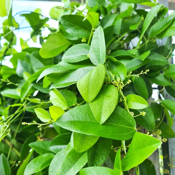 Thạch sương s&acirc;m giải nhiệt m&ugrave;a h&egrave;: M&oacute;n ăn m&aacute;t gan từ l&aacute; trồng l&agrave;m cảnh - Ảnh 2.