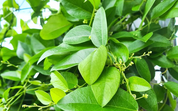 Mẹo luộc vịt ngon , khử m&ugrave;i h&ocirc;i hiệu quả với nguy&ecirc;n liệu dễ t&igrave;m tại nh&agrave; - Ảnh 1.