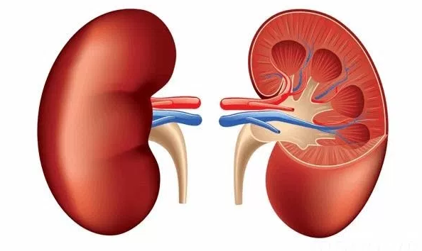 Người suy thận ăn thịt g&agrave; tưởng tốt nhưng c&oacute; thể hại thận nếu bỏ qua nguy&ecirc;n tắc n&agrave;y - Ảnh 2.