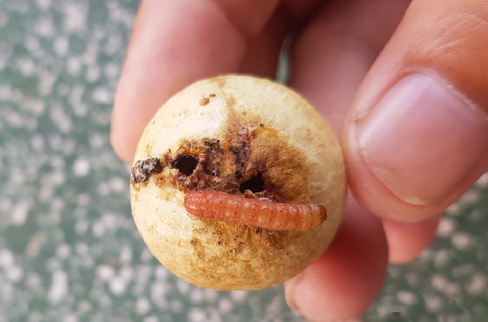 6 Lọai tr&aacute;i c&acirc;y m&ugrave;a h&egrave; dễ chứa k&yacute; sinh tr&ugrave;ng v&agrave; c&aacute;ch xử l&yacute; an to&agrave;n - Ảnh 5.