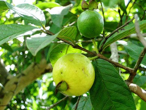 Ăn ổi để ph&ograve;ng ngừa đột qụy v&agrave; ung thư, lợi &iacute;ch sức khỏe kh&ocirc;ng thể bỏ qua - Ảnh 2.