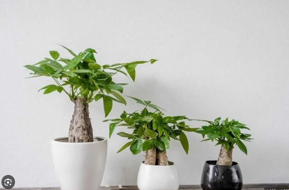 Mẹo trồng c&acirc;y kim ng&acirc;n để tiền v&agrave;o như nước, mang lại vận kh&iacute; tốt - Ảnh 1.