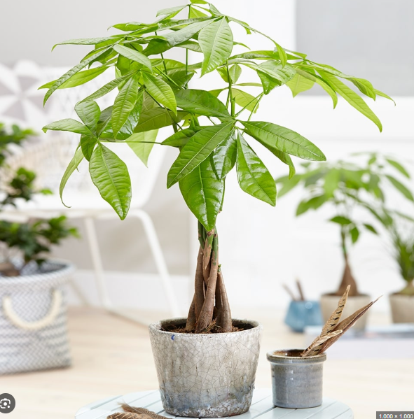 Mẹo trồng c&acirc;y kim ng&acirc;n để tiền v&agrave;o như nước, mang lại vận kh&iacute; tốt - Ảnh 2.